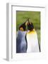 Southern Ocean, South Georgia. Portrait of two courting king penguins.-Ellen Goff-Framed Photographic Print