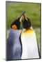 Southern Ocean, South Georgia. Portrait of two courting king penguins.-Ellen Goff-Mounted Photographic Print