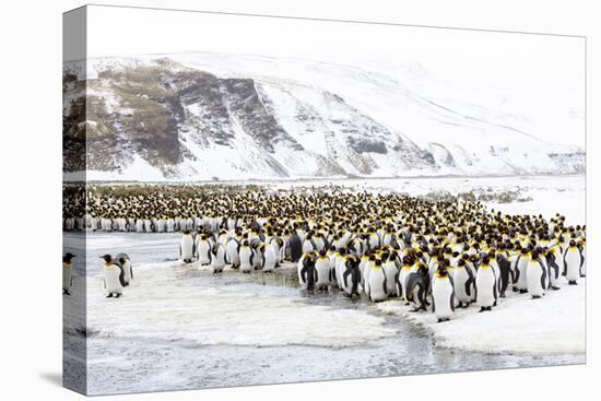 Southern Ocean, South Georgia, Salisbury Plain. Non breeding adults congregate on the icy plains.-Ellen Goff-Stretched Canvas