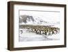 Southern Ocean, South Georgia, Salisbury Plain. Non breeding adults congregate on the icy plains.-Ellen Goff-Framed Photographic Print