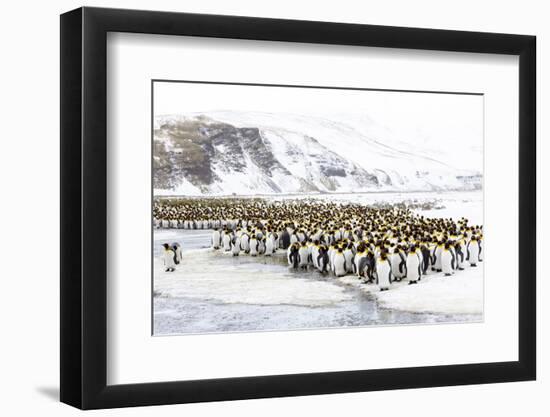 Southern Ocean, South Georgia, Salisbury Plain. Non breeding adults congregate on the icy plains.-Ellen Goff-Framed Photographic Print