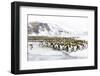 Southern Ocean, South Georgia, Salisbury Plain. Non breeding adults congregate on the icy plains.-Ellen Goff-Framed Photographic Print