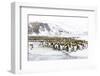 Southern Ocean, South Georgia, Salisbury Plain. Non breeding adults congregate on the icy plains.-Ellen Goff-Framed Photographic Print