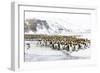 Southern Ocean, South Georgia, Salisbury Plain. Non breeding adults congregate on the icy plains.-Ellen Goff-Framed Photographic Print