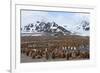 Southern Ocean, South Georgia, Salisbury Plain. View of the colony at Salisbury Plain.-Ellen Goff-Framed Photographic Print