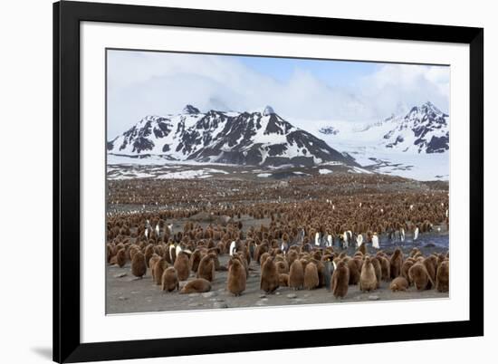 Southern Ocean, South Georgia, Salisbury Plain. View of the colony at Salisbury Plain.-Ellen Goff-Framed Photographic Print