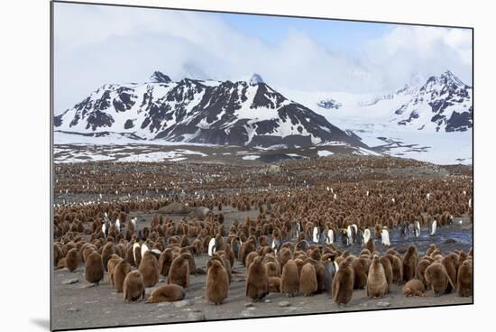 Southern Ocean, South Georgia, Salisbury Plain. View of the colony at Salisbury Plain.-Ellen Goff-Mounted Photographic Print