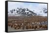 Southern Ocean, South Georgia, Salisbury Plain. View of the colony at Salisbury Plain.-Ellen Goff-Framed Stretched Canvas