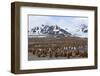 Southern Ocean, South Georgia, Salisbury Plain. View of the colony at Salisbury Plain.-Ellen Goff-Framed Photographic Print