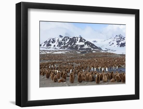 Southern Ocean, South Georgia, Salisbury Plain. View of the colony at Salisbury Plain.-Ellen Goff-Framed Photographic Print