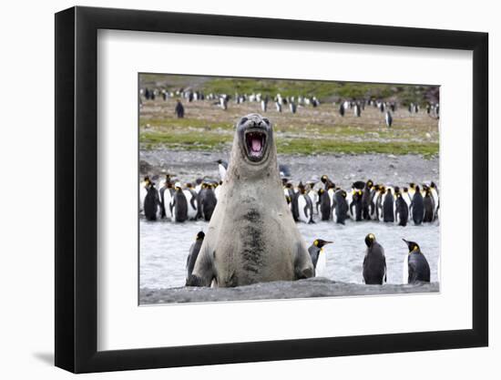 Southern Ocean, South Georgia, southern elephant seal. An elephant seal bull bellows.-Ellen Goff-Framed Photographic Print