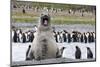 Southern Ocean, South Georgia, southern elephant seal. An elephant seal bull bellows.-Ellen Goff-Mounted Photographic Print