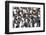 Southern Ocean, South Georgia. View of a group of molting adults.-Ellen Goff-Framed Photographic Print