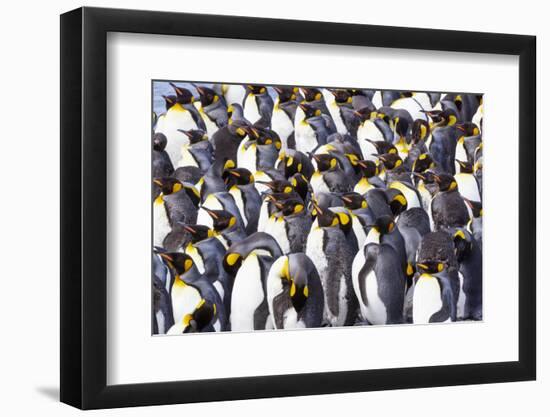 Southern Ocean, South Georgia. View of a group of molting adults.-Ellen Goff-Framed Photographic Print