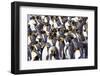 Southern Ocean, South Georgia. View of a group of molting adults.-Ellen Goff-Framed Photographic Print