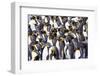 Southern Ocean, South Georgia. View of a group of molting adults.-Ellen Goff-Framed Photographic Print