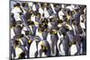 Southern Ocean, South Georgia. View of a group of molting adults.-Ellen Goff-Mounted Photographic Print