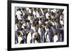 Southern Ocean, South Georgia. View of a group of molting adults.-Ellen Goff-Framed Photographic Print