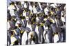 Southern Ocean, South Georgia. View of a group of molting adults.-Ellen Goff-Mounted Photographic Print