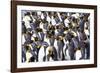 Southern Ocean, South Georgia. View of a group of molting adults.-Ellen Goff-Framed Photographic Print