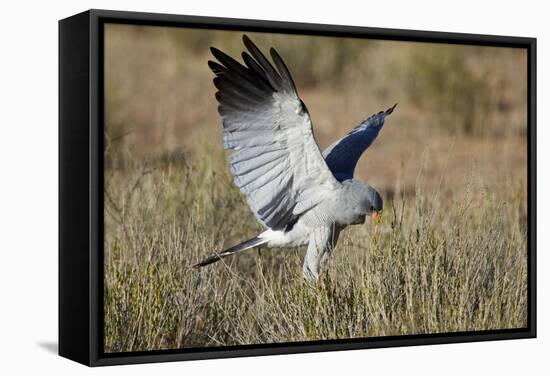 Southern Pale Chanting Goshawk (Melierax Canorus) Hunting-James Hager-Framed Stretched Canvas