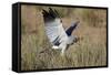 Southern Pale Chanting Goshawk (Melierax Canorus) Hunting-James Hager-Framed Stretched Canvas