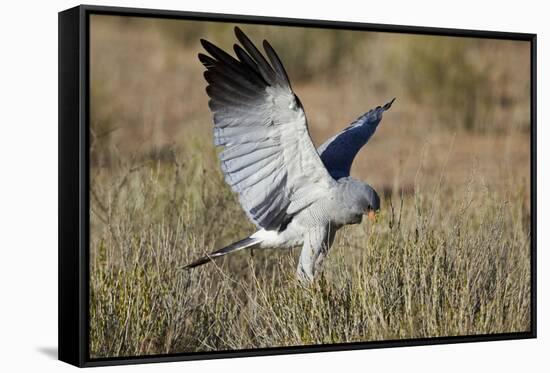 Southern Pale Chanting Goshawk (Melierax Canorus) Hunting-James Hager-Framed Stretched Canvas