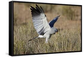 Southern Pale Chanting Goshawk (Melierax Canorus) Hunting-James Hager-Framed Stretched Canvas