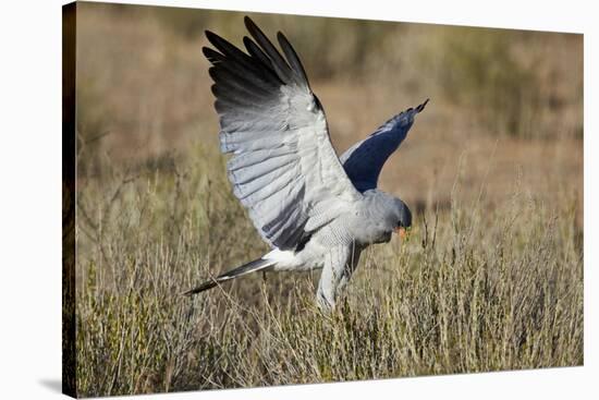 Southern Pale Chanting Goshawk (Melierax Canorus) Hunting-James Hager-Stretched Canvas