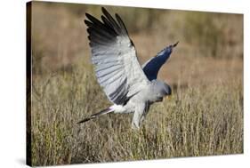 Southern Pale Chanting Goshawk (Melierax Canorus) Hunting-James Hager-Stretched Canvas