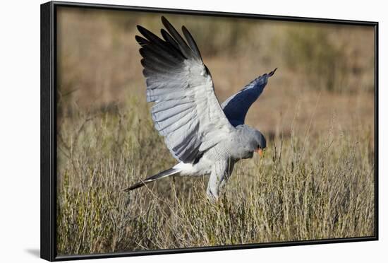 Southern Pale Chanting Goshawk (Melierax Canorus) Hunting-James Hager-Framed Photographic Print