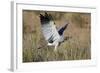 Southern Pale Chanting Goshawk (Melierax Canorus) Hunting-James Hager-Framed Photographic Print