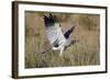 Southern Pale Chanting Goshawk (Melierax Canorus) Hunting-James Hager-Framed Photographic Print