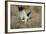 Southern Pale Chanting Goshawk (Melierax Canorus) Hunting-James Hager-Framed Photographic Print