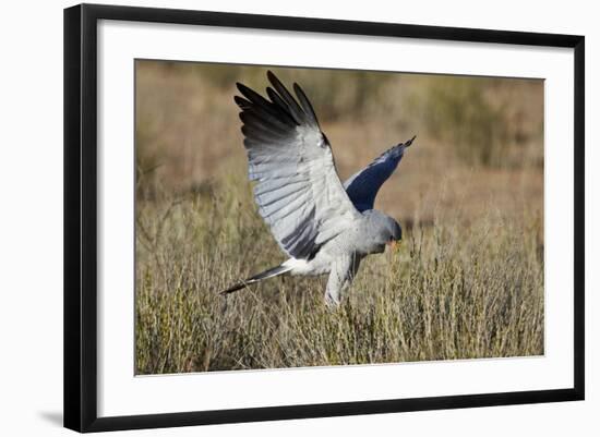 Southern Pale Chanting Goshawk (Melierax Canorus) Hunting-James Hager-Framed Photographic Print