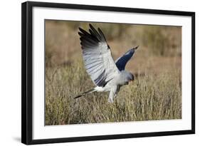 Southern Pale Chanting Goshawk (Melierax Canorus) Hunting-James Hager-Framed Photographic Print