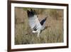 Southern Pale Chanting Goshawk (Melierax Canorus) Hunting-James Hager-Framed Photographic Print