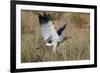 Southern Pale Chanting Goshawk (Melierax Canorus) Hunting-James Hager-Framed Photographic Print