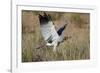 Southern Pale Chanting Goshawk (Melierax Canorus) Hunting-James Hager-Framed Photographic Print