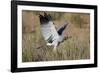 Southern Pale Chanting Goshawk (Melierax Canorus) Hunting-James Hager-Framed Photographic Print