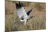 Southern Pale Chanting Goshawk (Melierax Canorus) Hunting-James Hager-Mounted Photographic Print