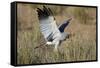 Southern Pale Chanting Goshawk (Melierax Canorus) Hunting-James Hager-Framed Stretched Canvas