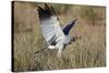 Southern Pale Chanting Goshawk (Melierax Canorus) Hunting-James Hager-Stretched Canvas