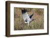 Southern Pale Chanting Goshawk (Melierax Canorus) Hunting-James Hager-Framed Photographic Print