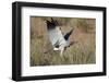 Southern Pale Chanting Goshawk (Melierax Canorus) Hunting-James Hager-Framed Photographic Print