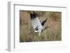 Southern Pale Chanting Goshawk (Melierax Canorus) Hunting-James Hager-Framed Photographic Print