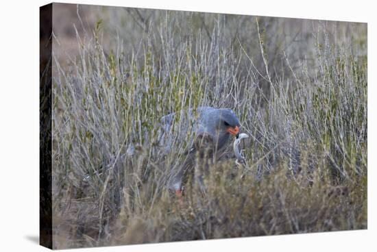 Southern Pale Chanting Goshawk (Melierax Canorus) with a Skink-James Hager-Stretched Canvas