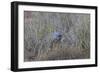 Southern Pale Chanting Goshawk (Melierax Canorus) with a Skink-James Hager-Framed Photographic Print