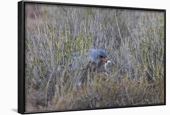 Southern Pale Chanting Goshawk (Melierax Canorus) with a Skink-James Hager-Framed Photographic Print