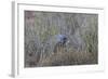 Southern Pale Chanting Goshawk (Melierax Canorus) with a Skink-James Hager-Framed Photographic Print